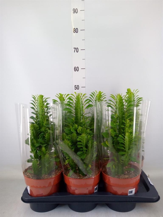 <h4>Euphorbia trigona</h4>