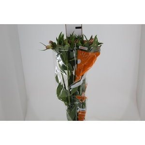 ALSTROEMERIA WILLHELMINA 080 CM