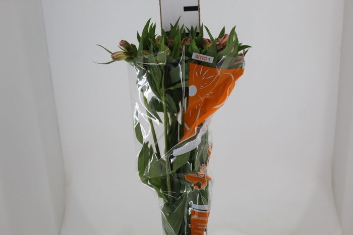 <h4>ALSTROEMERIA WILLHELMINA 080 CM</h4>