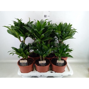 Dracaena frag. 'Compacta'