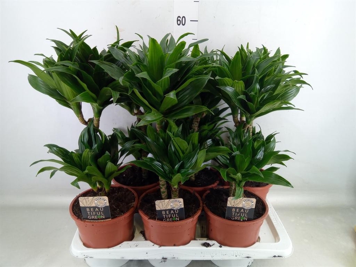 <h4>Dracaena frag. 'Compacta'</h4>
