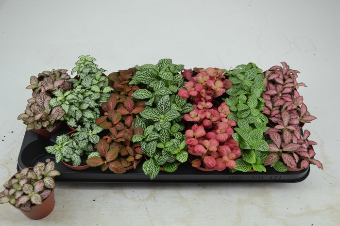 <h4>Fitt Gem 7 Kl</h4>