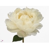 Paeonia Snow Mountain