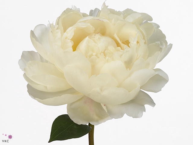 Paeonia Snow Mountain