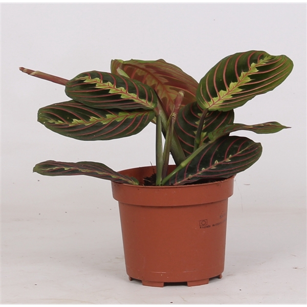 <h4>Maranta tricolor</h4>