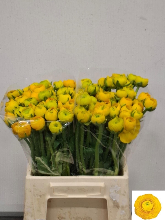 <h4>RAN EL YELLOW</h4>