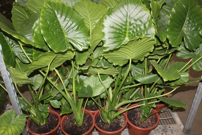 <h4>ALOCASIA MACRORRHIZOS P24</h4>