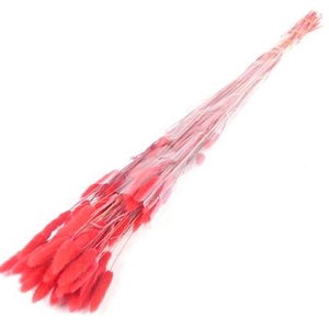 Df Lagurus Bs 50g/70cm Red