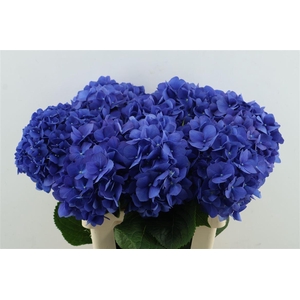 Hydr M Pimpernel 60-20