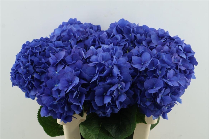 <h4>Hydr M Pimpernel 60-20</h4>