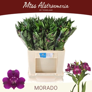 ALSTR MORADO