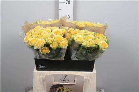 <h4>R Tr Bandolero</h4>