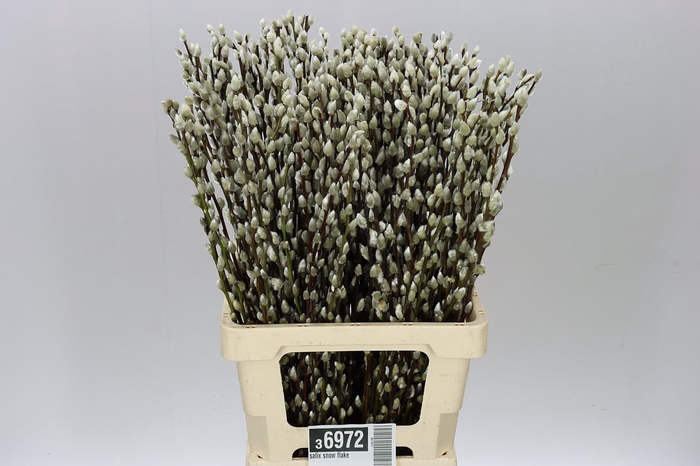 Salix Snow Flake