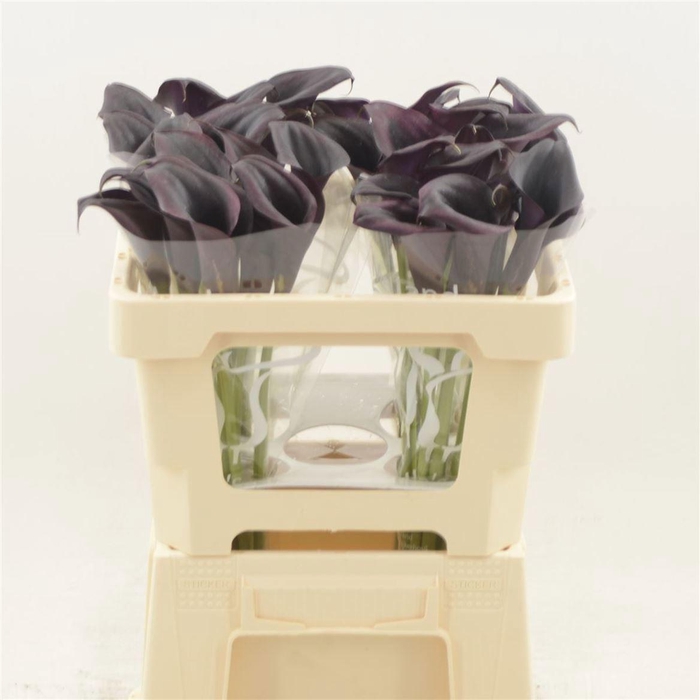 <h4>ZANT ODESSA</h4>