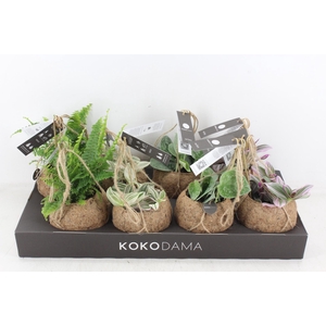 arr3 Kokoplant - Green mix x8