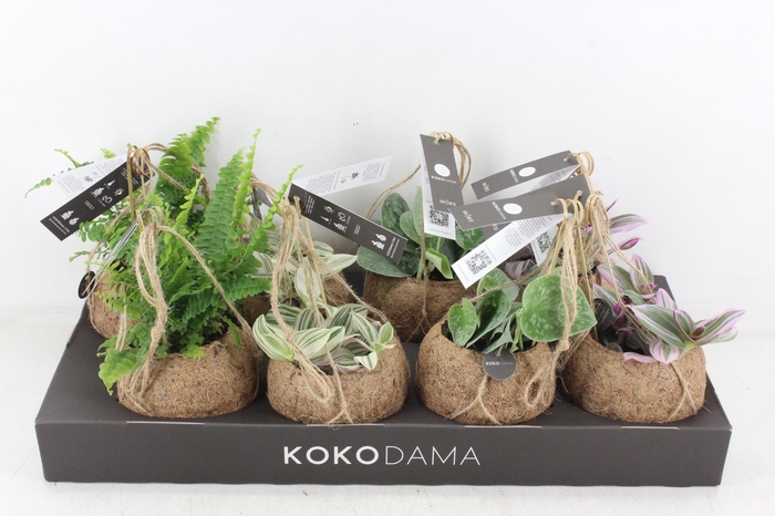 <h4>arr3 Kokoplant - Green mix x8</h4>