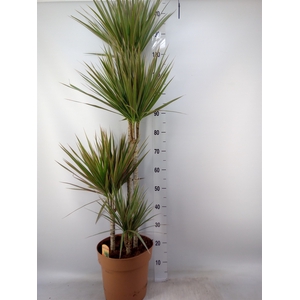Dracaena marg. 'Bicolor'