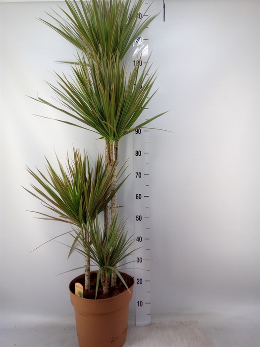 <h4>Dracaena marg. 'Bicolor'</h4>