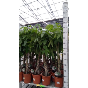 Pachira aquatica