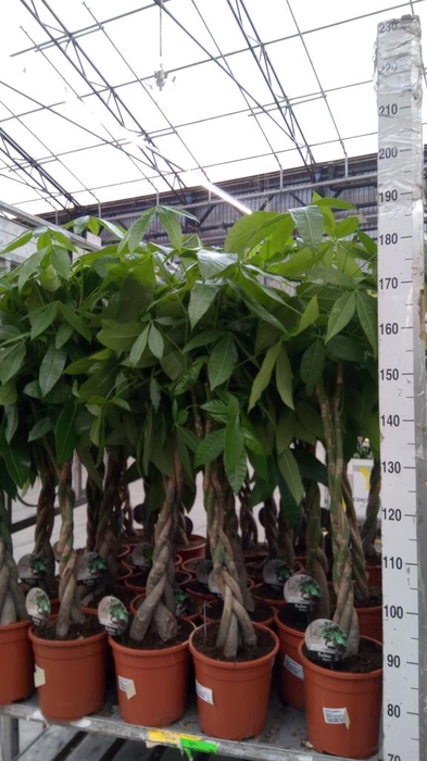 <h4>Pachira aquatica</h4>
