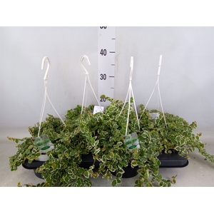 Ficus pumila 'White Sunny'