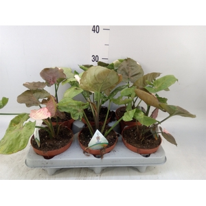 Syngonium   ...