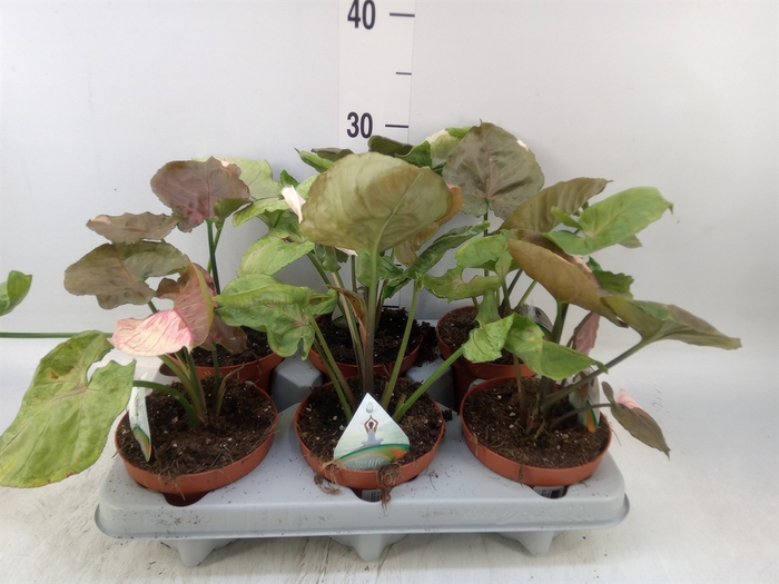 <h4>Syngonium   ...</h4>