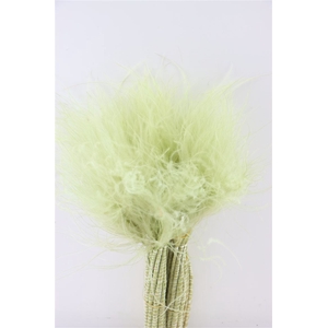 Dried Stypha Penata Mint Green Bunch