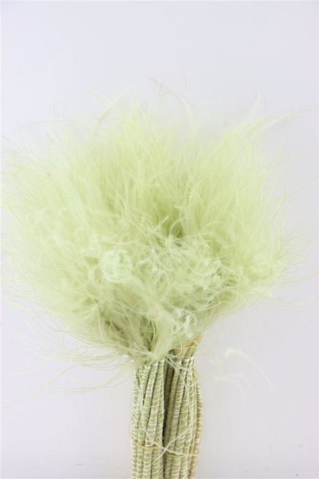 Dried Stypha Penata Mint Green Bunch