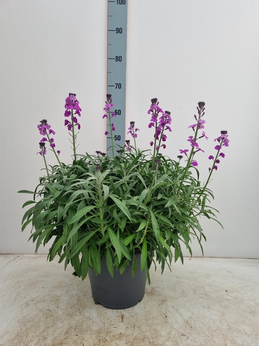 <h4>ERYS BOWLES MAUVE</h4>