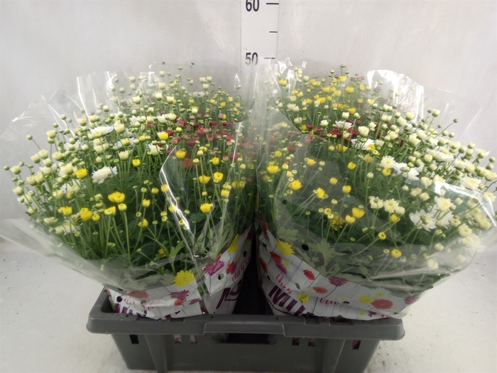 <h4>Chrysanthemum  'Jasoda'  ..mix /pot</h4>