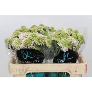 Scabiosa atropurpurea French Vanilla Bon Bon Scoop