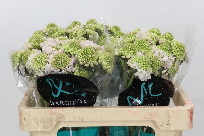 <h4>Scabiosa atropurpurea French Vanilla Bon Bon Scoop</h4>