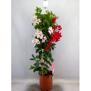 Mandevilla   ...