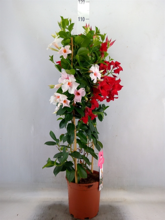<h4>Mandevilla   ...</h4>