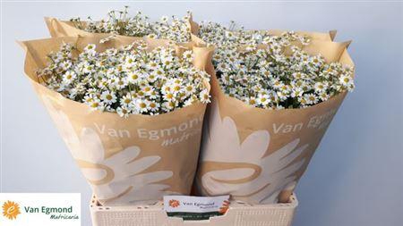 <h4>Tana Pa Cameron</h4>