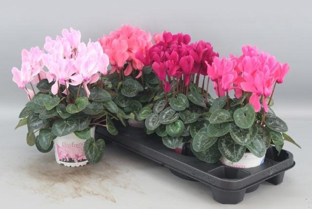 <h4>CYCL GR SUP XL</h4>