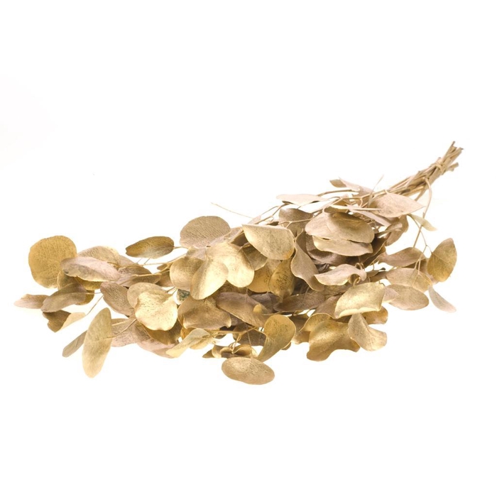 <h4>Eucalyp Pop Pres Gold</h4>