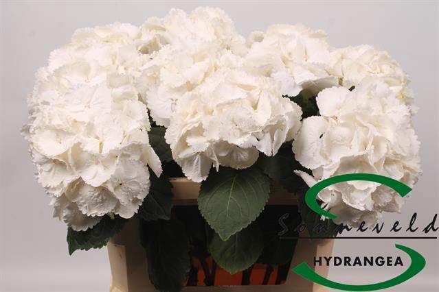 <h4>HYDR M ROYAL PRINCES</h4>