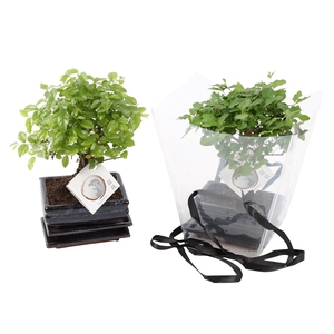 Bonsai Mixe in ø15cm Ceramic in Transparant Giftbag Ball Shape