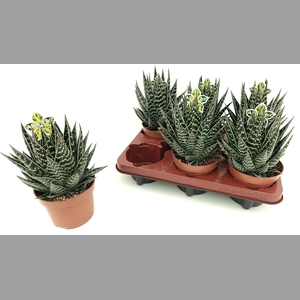 ALOE TIKI TAHI