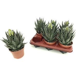 ALOE TIKI TAHI