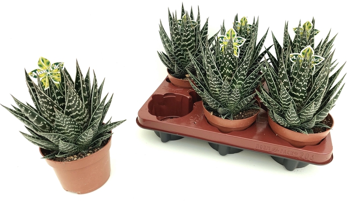 <h4>ALOE TIKI TAHI</h4>
