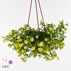 Calibrachoa  'Minifam Dbl Lemon'