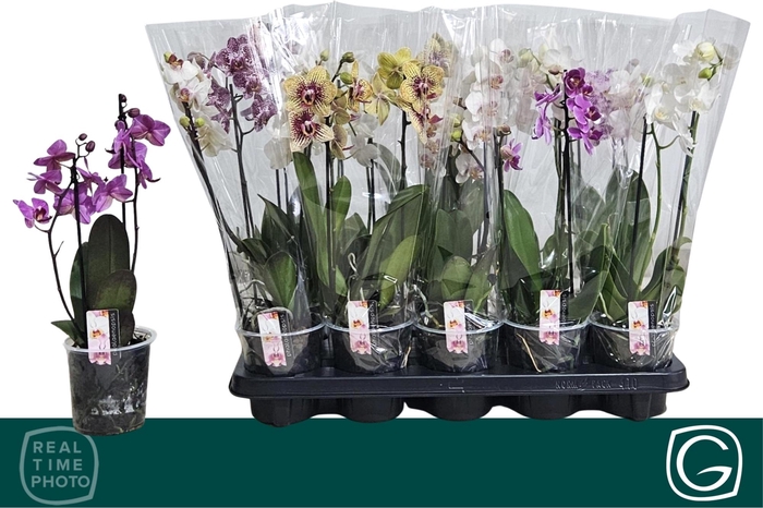 <h4>PHAL MF GEM 4 KL</h4>