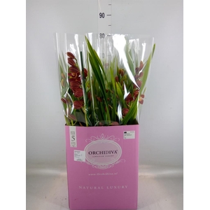 Cymbidium   ...