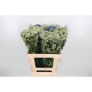 Astr Billion Star Xl