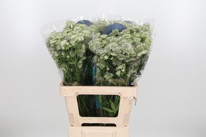 <h4>Astr Billion Star Xl</h4>