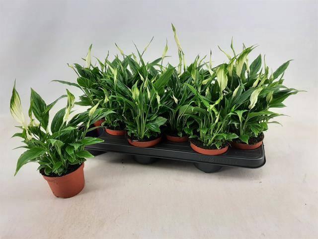 <h4>SPATH CHOPIN</h4>