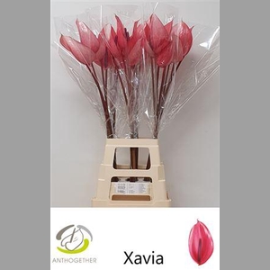 Anth A Xavia